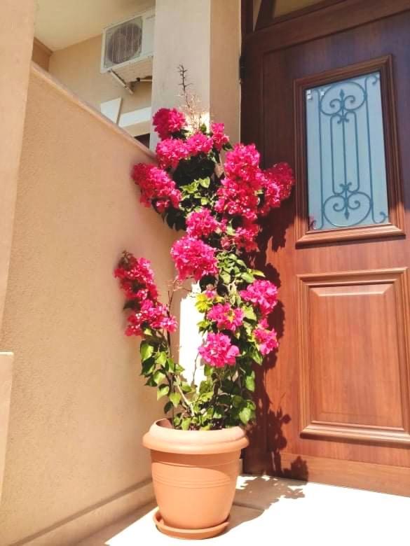 Apartment Elxis Luxury *